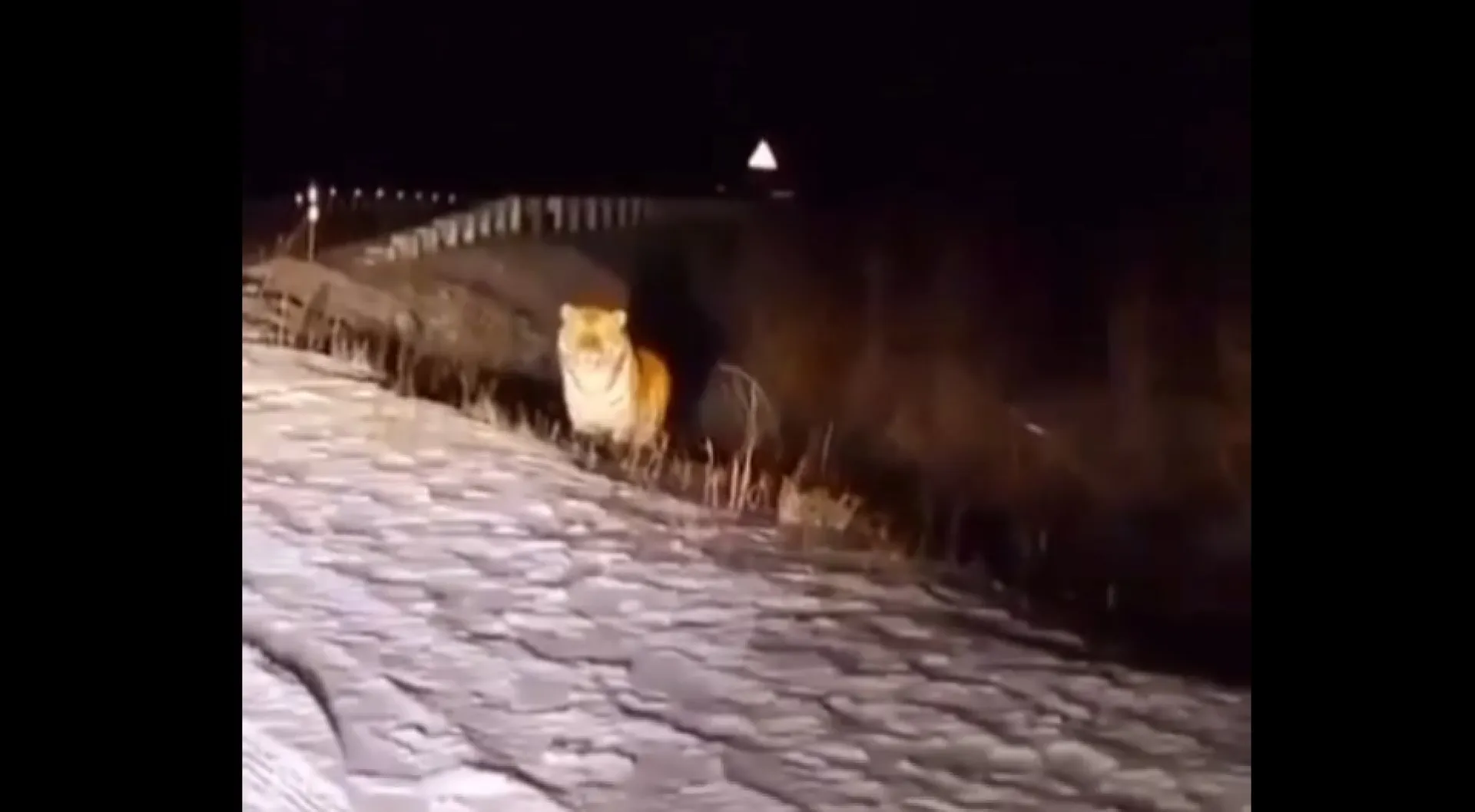 По сетям распространяется видео с тигром в Алтайском крае