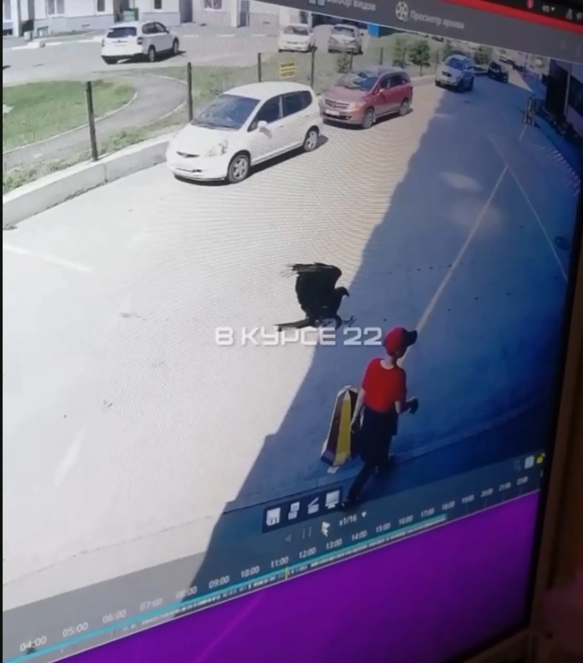 Коршун нападает на детей и взрослых во дворе дома в Барнауле Коршун нападает на детей и взрослых во дворе дома в Барнауле