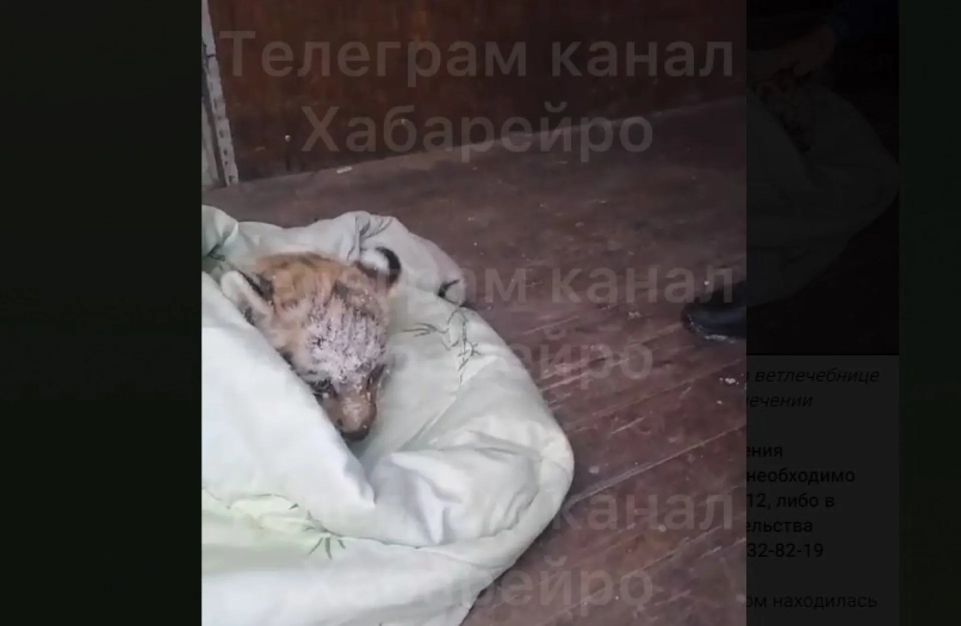 Травмированного амурского тигренка спасли на трассе в Хабаровском крае Травмированного амурского тигренка спасли на трассе в Хабаровском крае