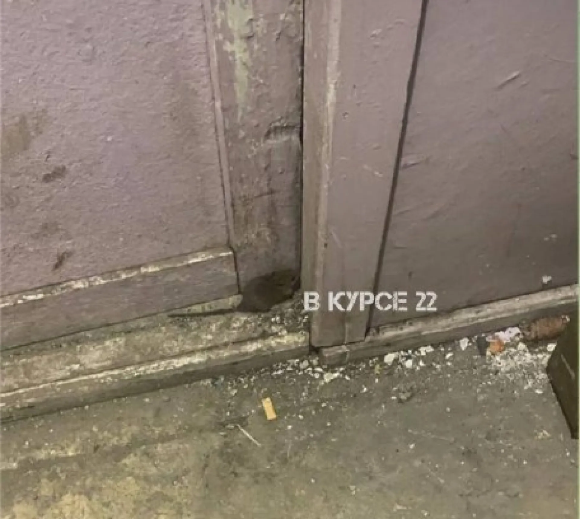 Мыши атаковали дом в центре Барнаула Мыши атаковали дом в центре Барнаула