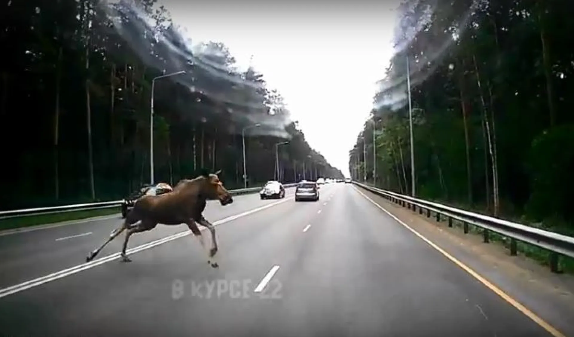 В Барнауле лось выскочил на трассу перед автомобилем В Барнауле лось выскочил на трассу перед автомобилем