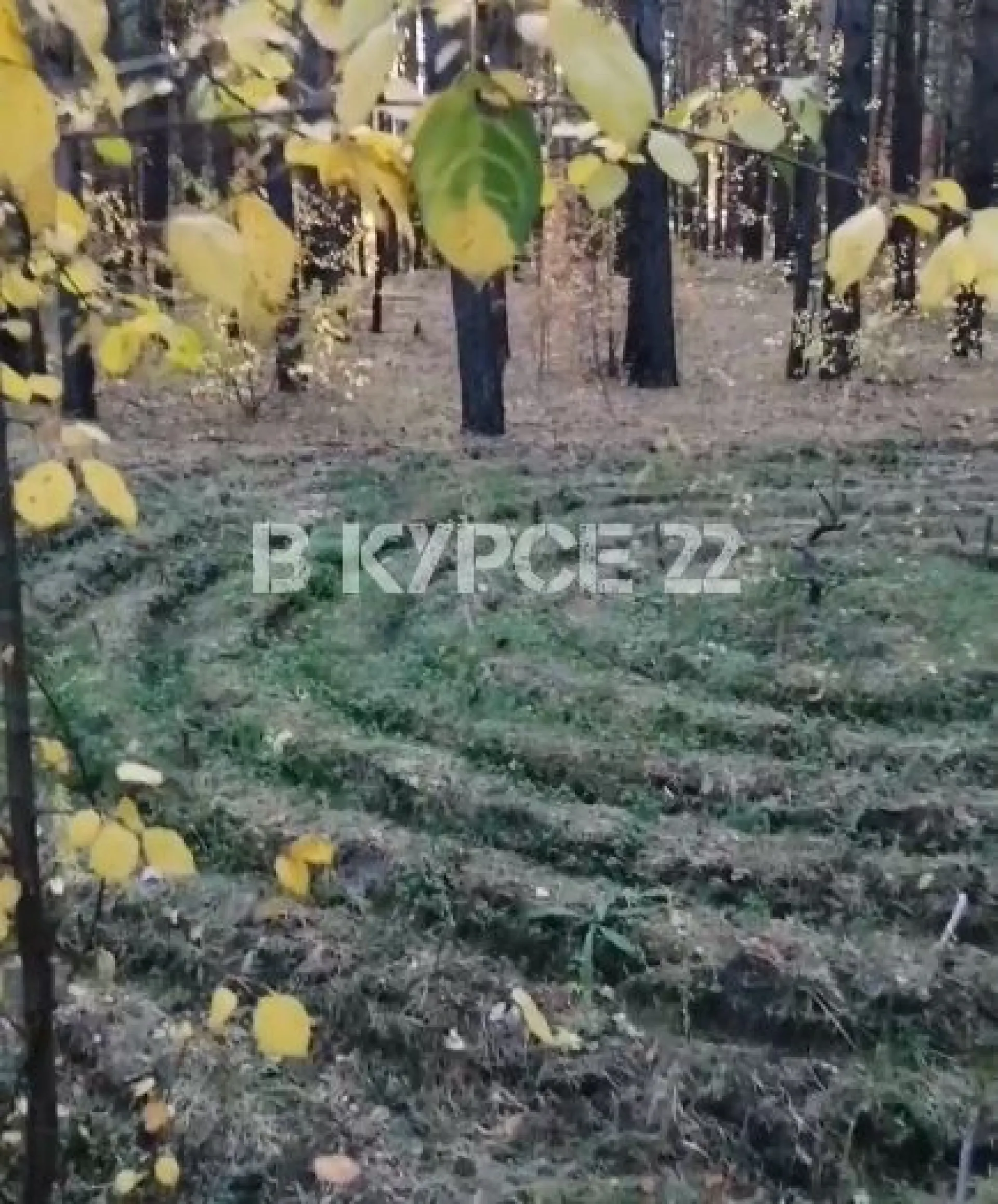 Барнаулец нашел спиральный лабиринт в лесу