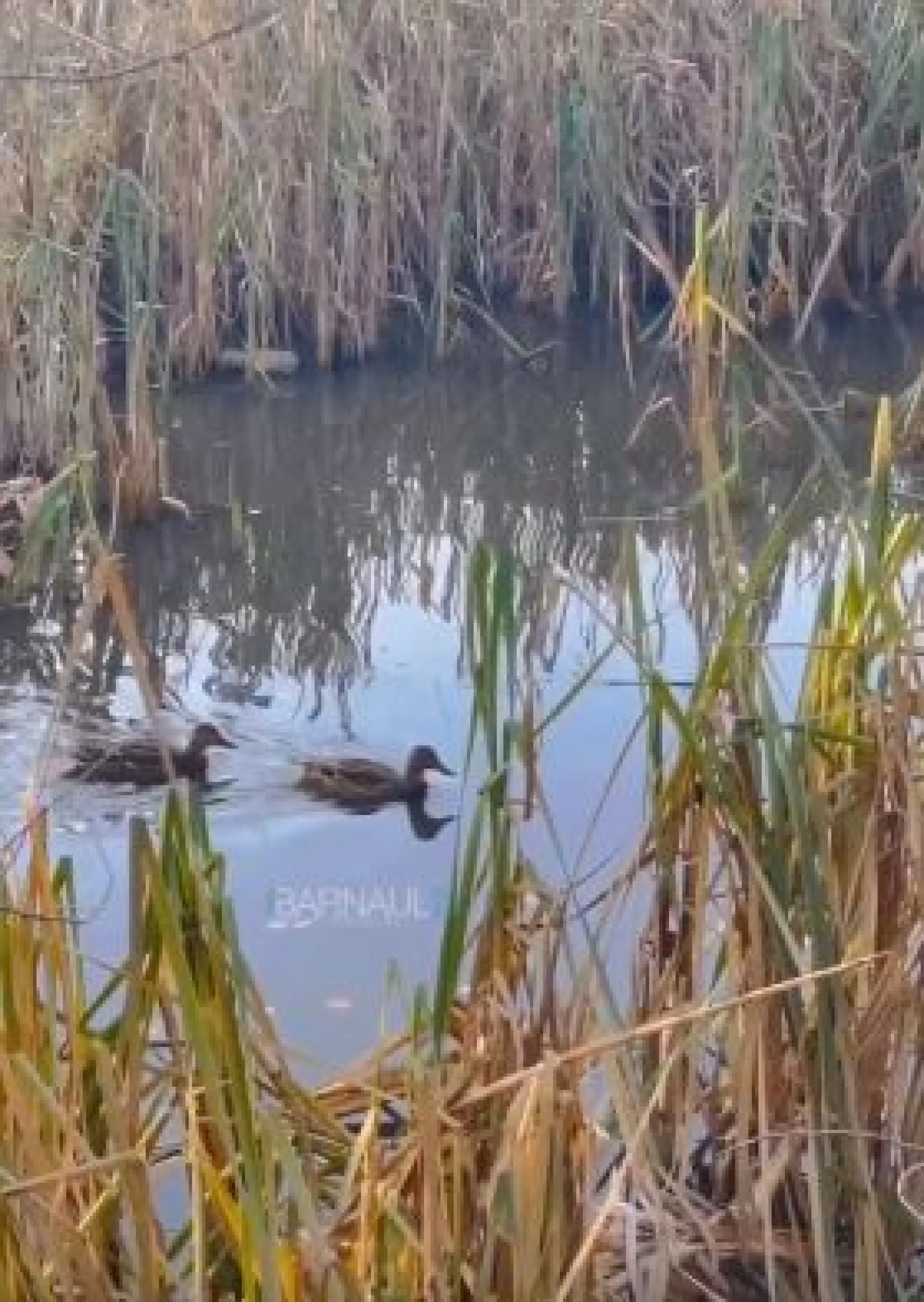 В пруду барнаульского парка заметили уточек В пруду барнаульского парка заметили уточек