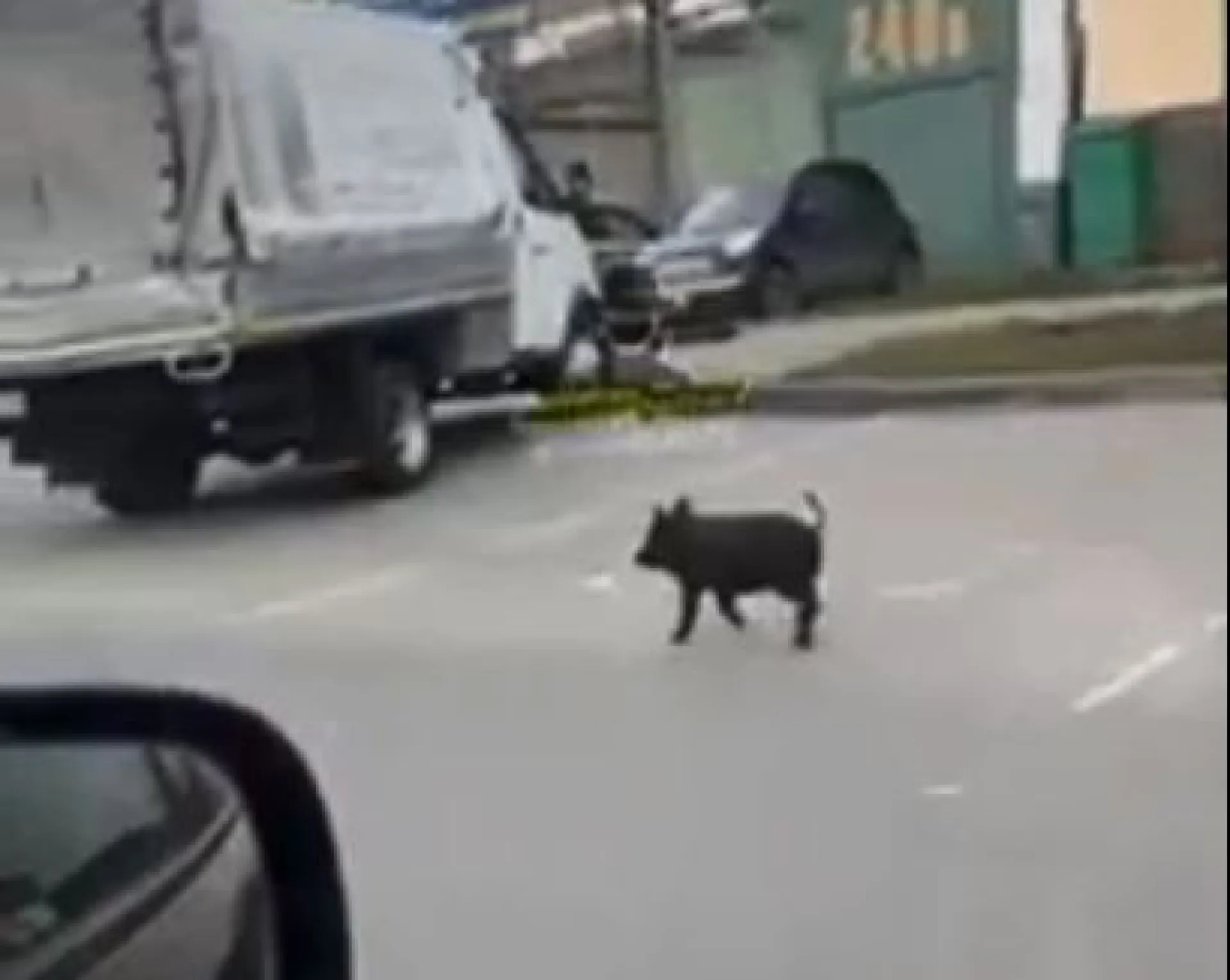 Люди заметили беспризорного поросенка на улицах Барнаула