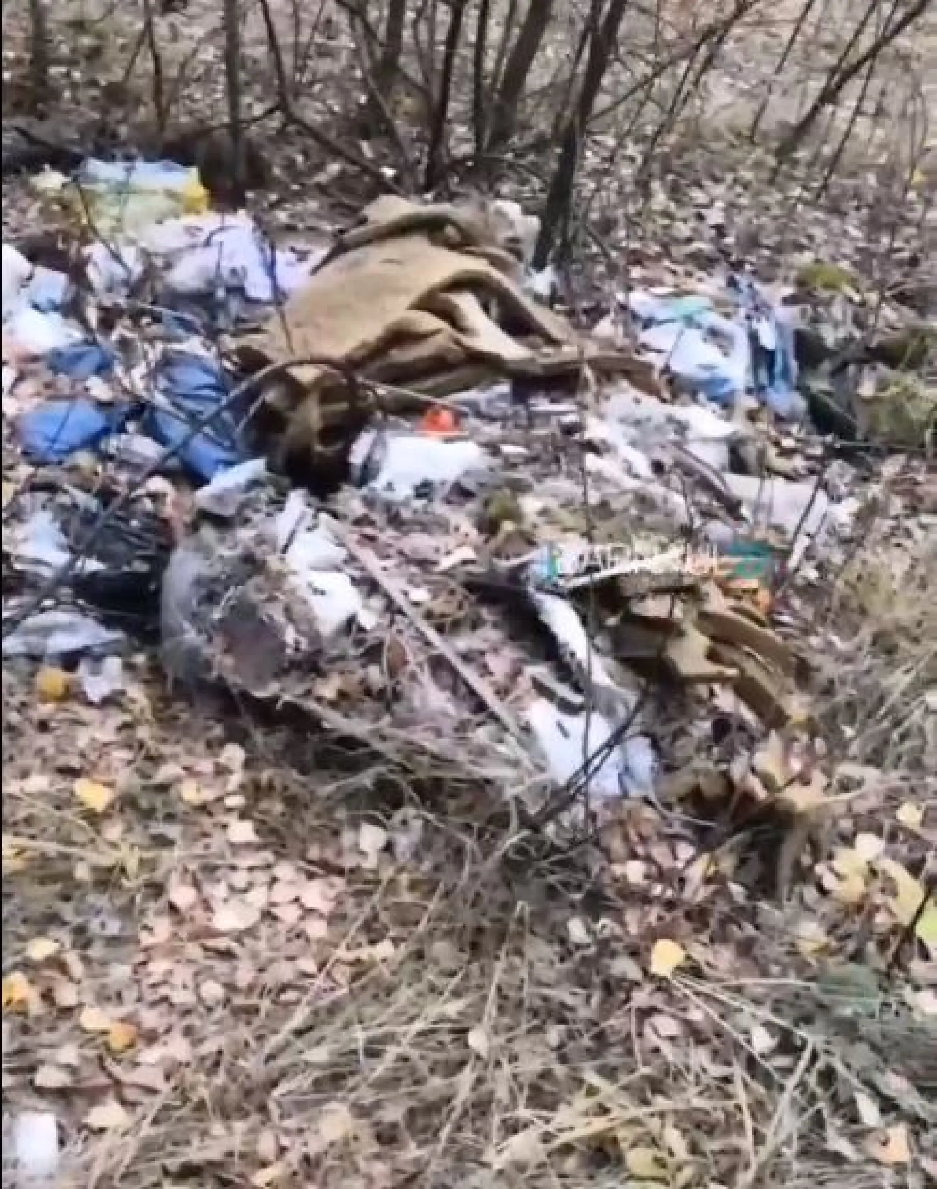 Придорожная свалка образовалась возле леса в Алтайском крае Придорожная свалка образовалась возле леса в Алтайском крае