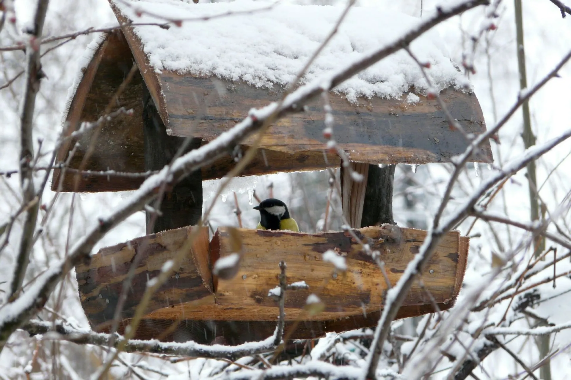 Без осадков: о погоде в Алтайском крае 29 ноября