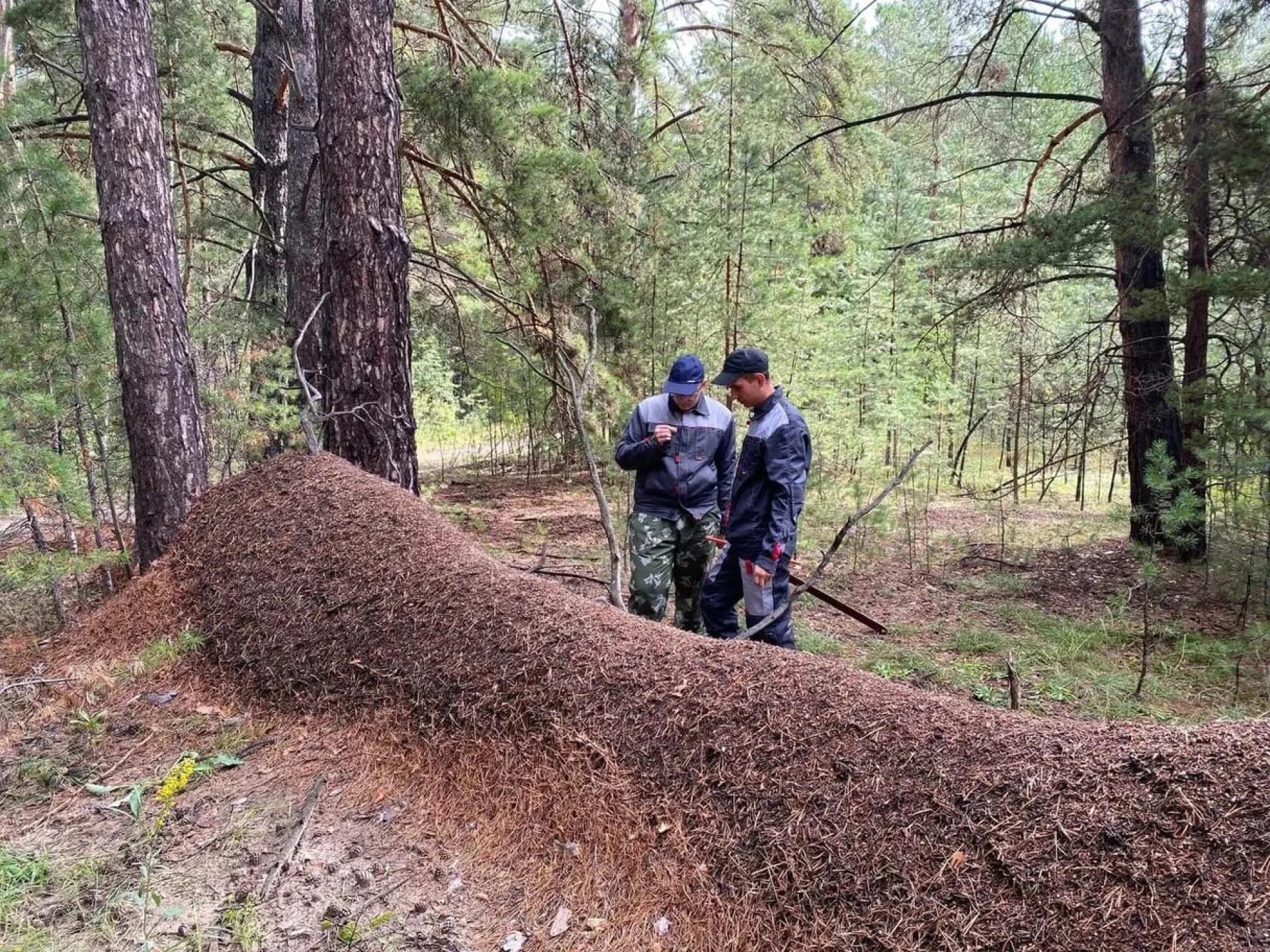 «Алтайлес» обнаружил и взял под охрану гигантский муравейник