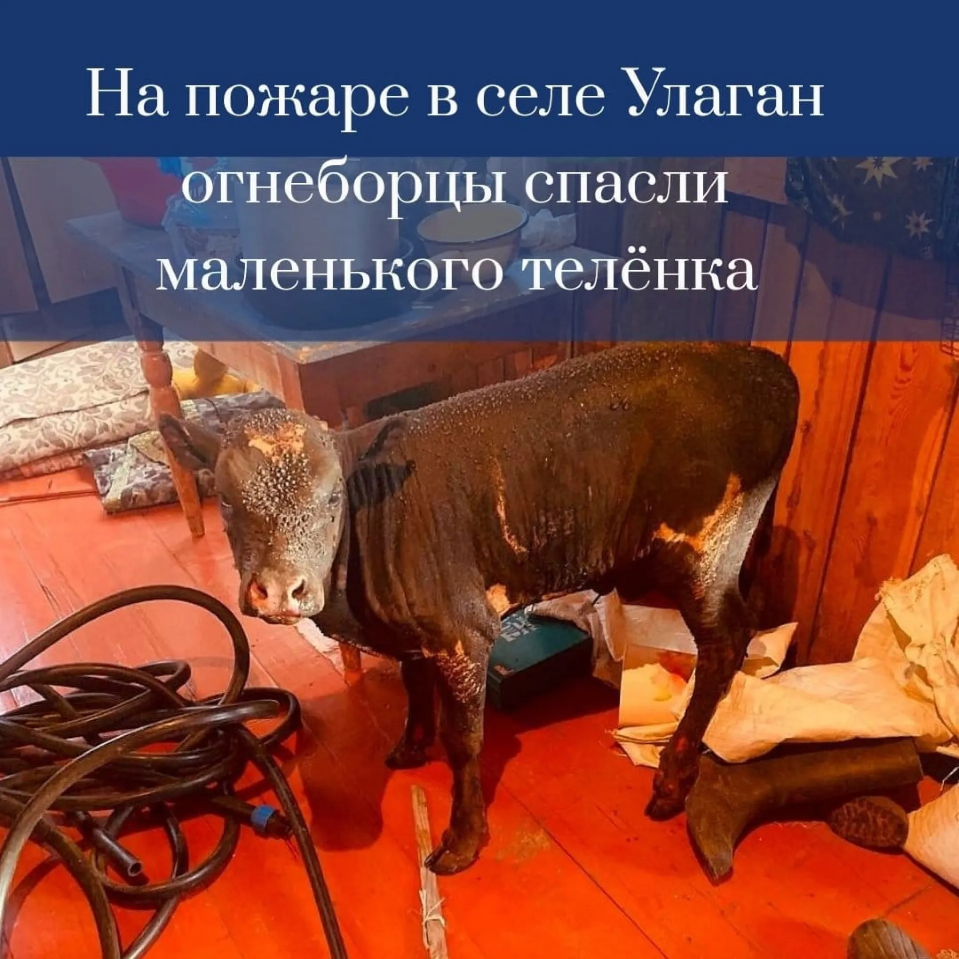 Алтайские пожарные спасли из огня маленького теленка Алтайские пожарные спасли из огня маленького теленка
