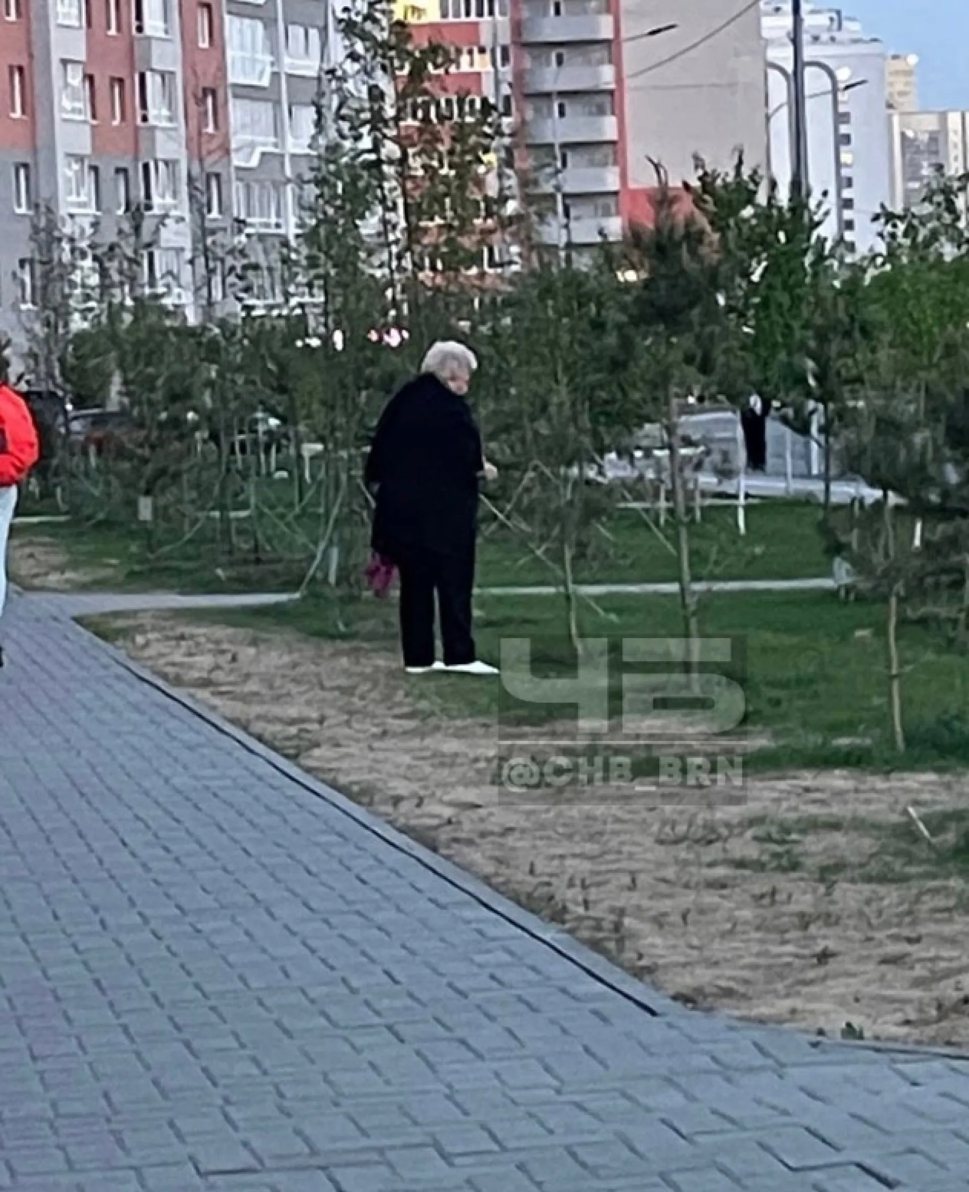 Пенсионерки-рецидивистки продолжают уничтожать молодые деревья Барнаула Пенсионерки-рецидивистки продолжают уничтожать молодые деревья Барнаула