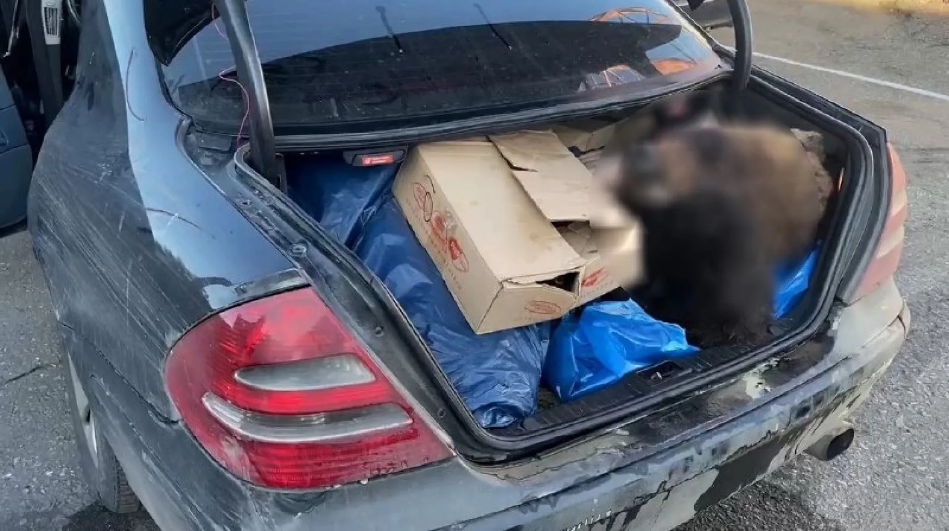 В Алтайском крае транспортной полицией расследовано уголовное дело о контрабанде дериватов бурого медведя В Алтайском крае транспортной полицией расследовано уголовное дело о контрабанде дериватов бурого медведя