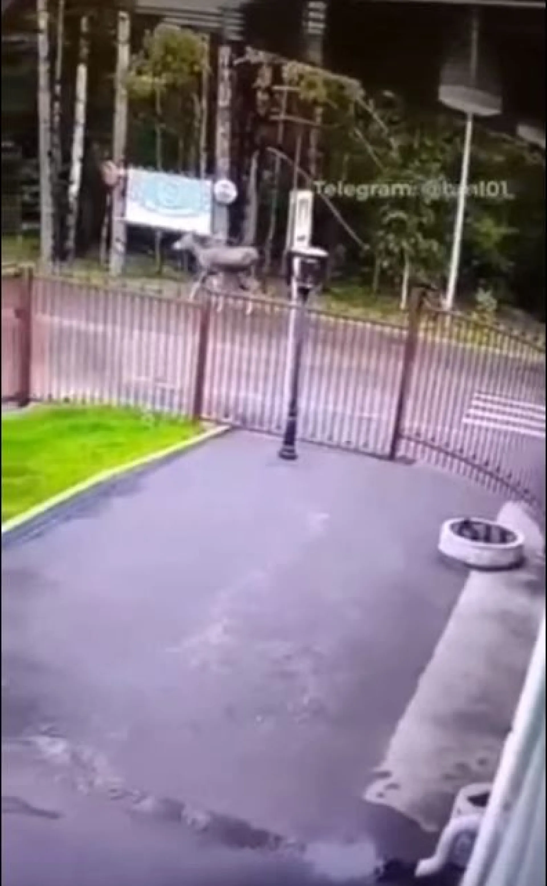 Два лося вальяжно прогуливаются возле базы «Динамо» в Барнауле