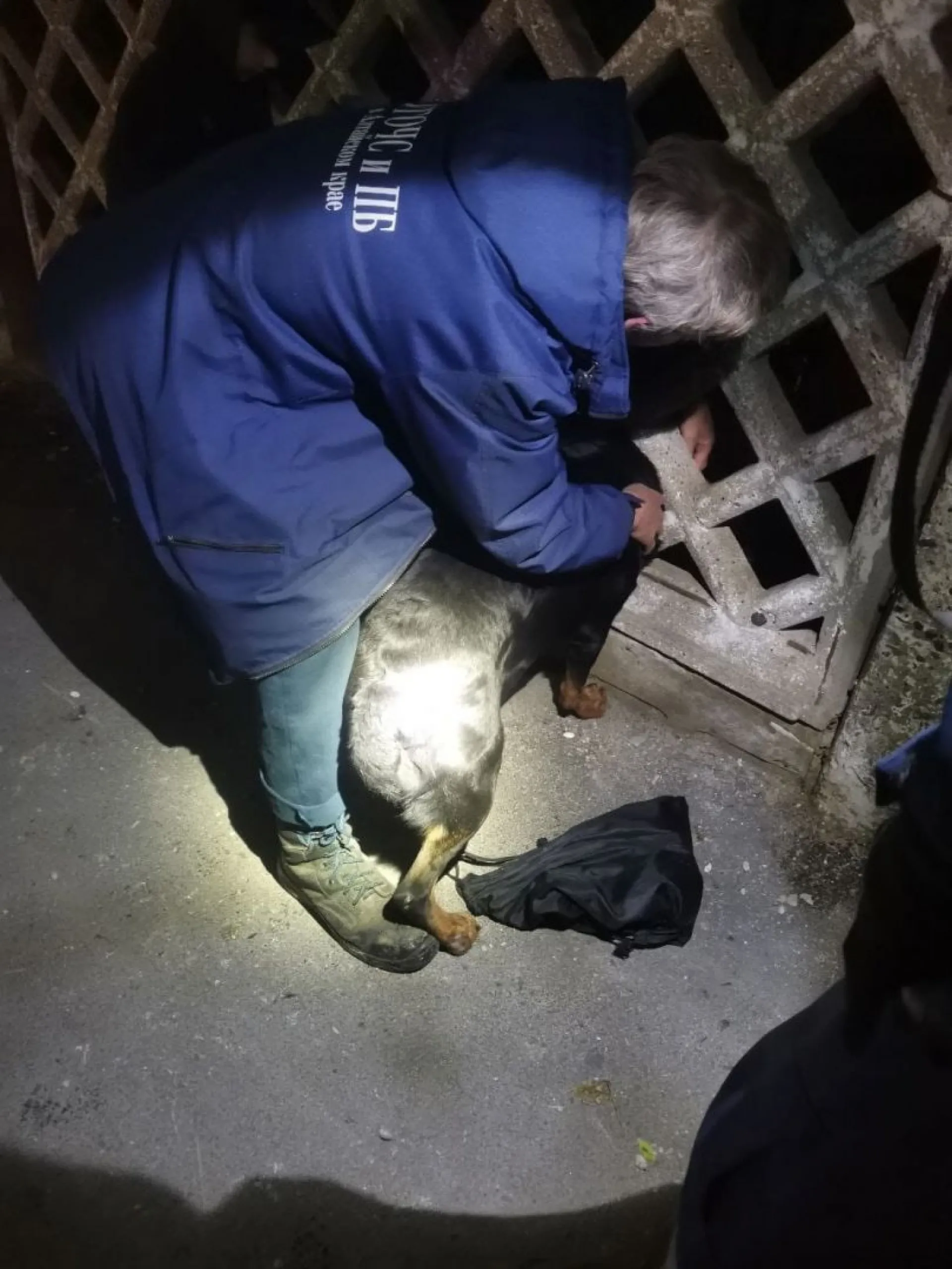 Застрявшую в заборе собаку пришлось спасать в Барнауле Застрявшую в заборе собаку пришлось спасать в Барнауле