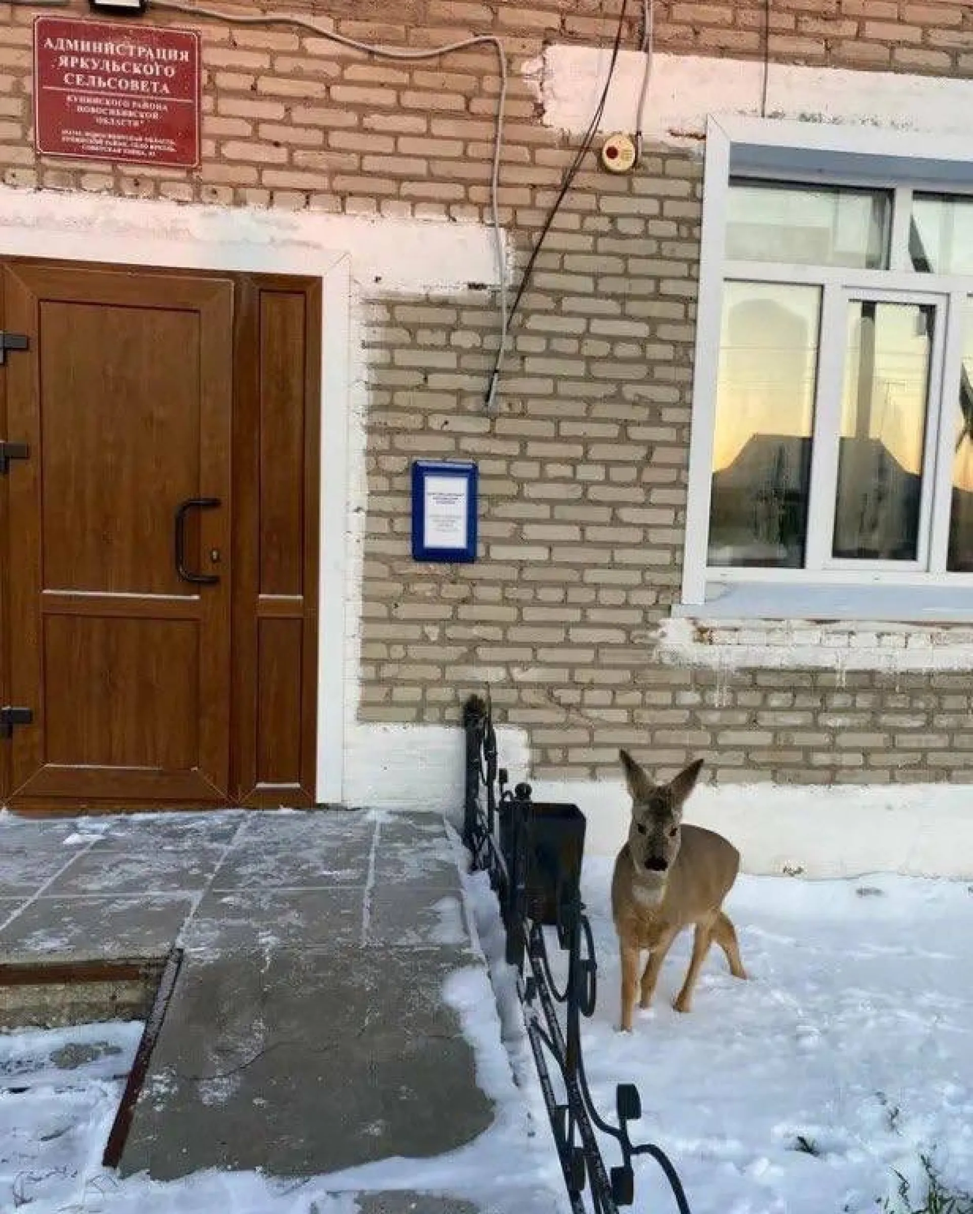 «Пришла с жалобой»: косуля заглянула на прием в администрацию сельсовета в Сибири «Пришла с жалобой»: косуля заглянула на прием в администрацию сельсовета в Сибири