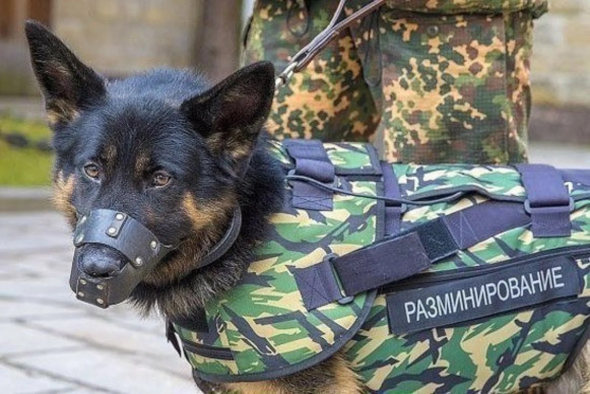 Звонки о минировании поступили на автовокзал и в торговые центры в Барнауле Звонки о минировании поступили на автовокзал и в торговые центры в Барнауле