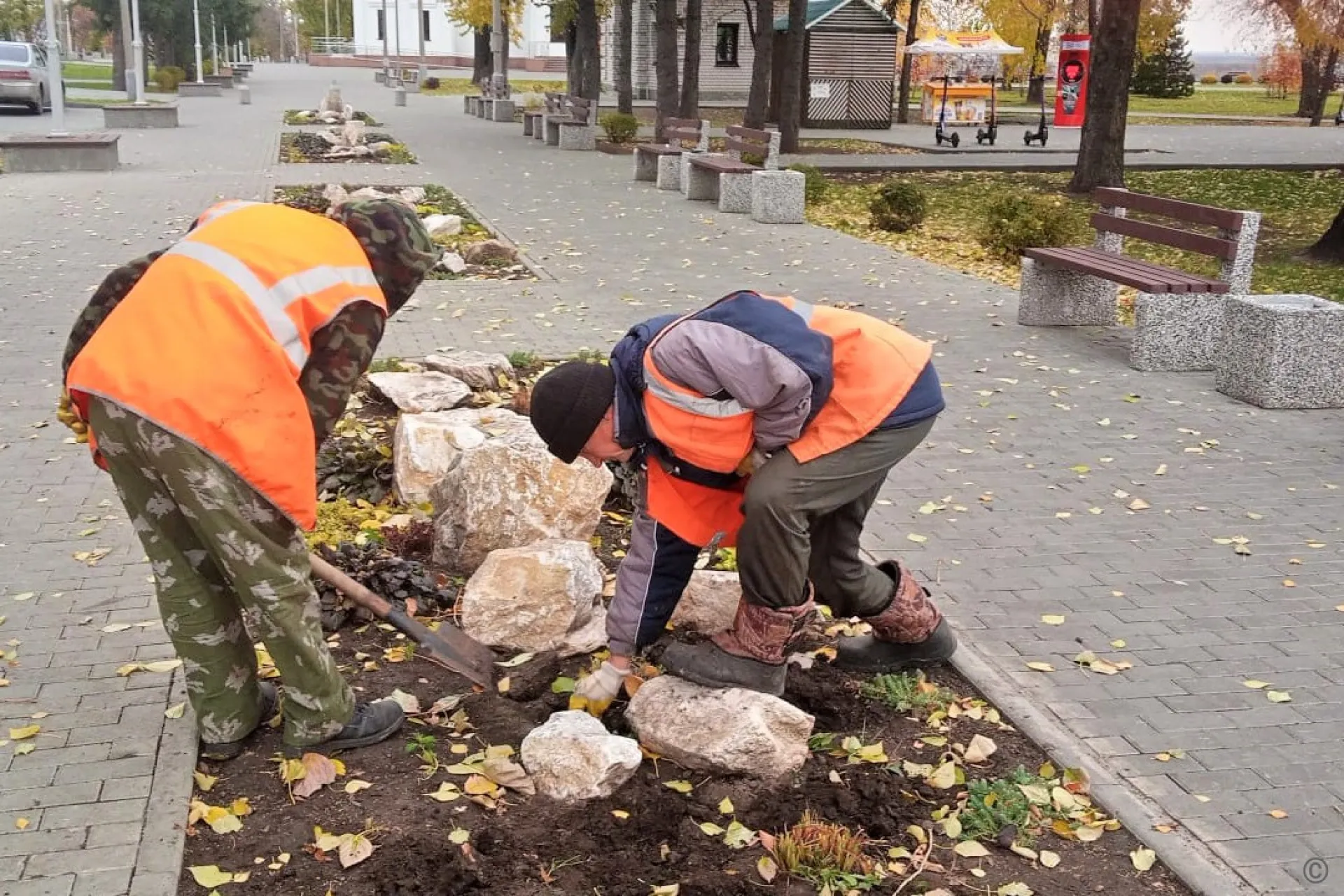45 тысяч тюльпанов расцветут будущей весной на барнаульских клумбах 45 тысяч тюльпанов расцветут будущей весной на барнаульских клумбах