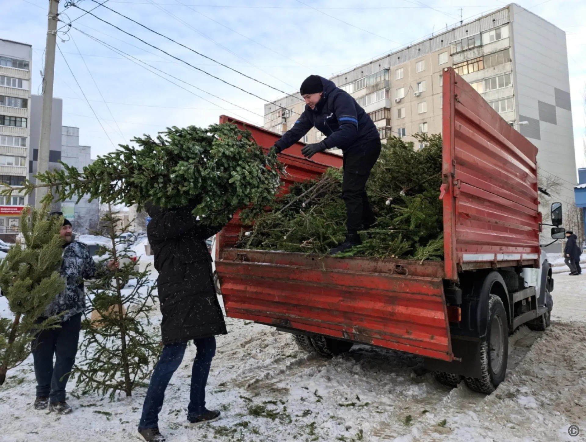 Более 450 хвойных деревьев собрали в Барнауле для дальнейшей переработки Более 450 хвойных деревьев собрали в Барнауле для дальнейшей переработки
