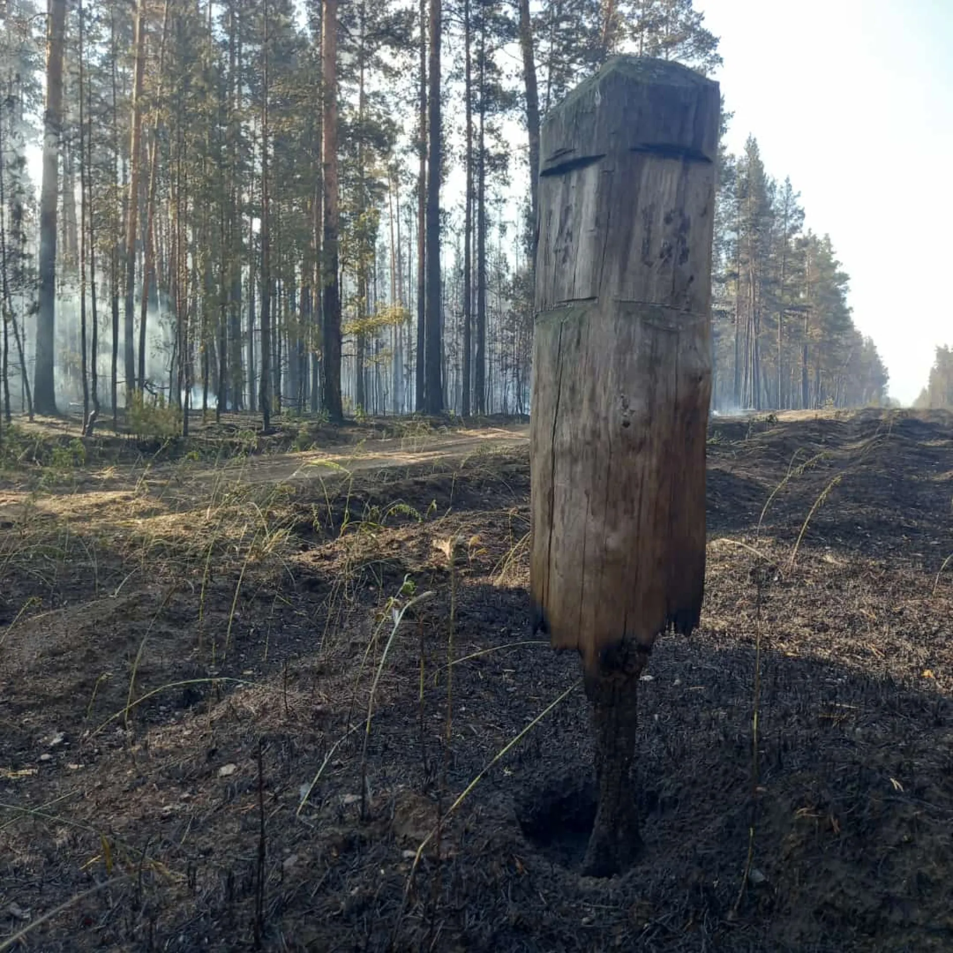 Пожар в Михайловском районе Алтайского края локализован Пожар в Михайловском районе Алтайского края локализован