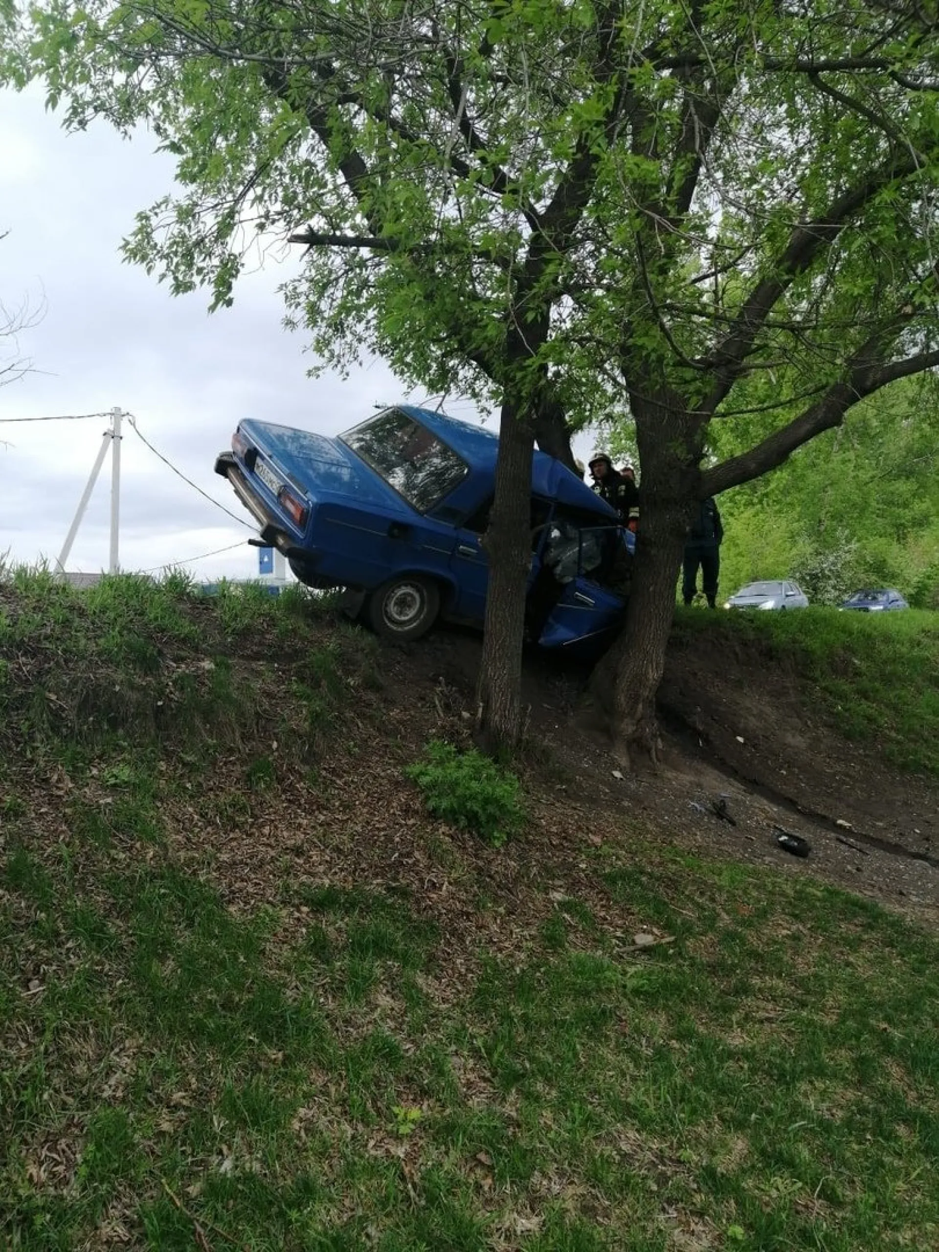 Водитель автомобиля, врезавшись в дерево, погиб в Бийске