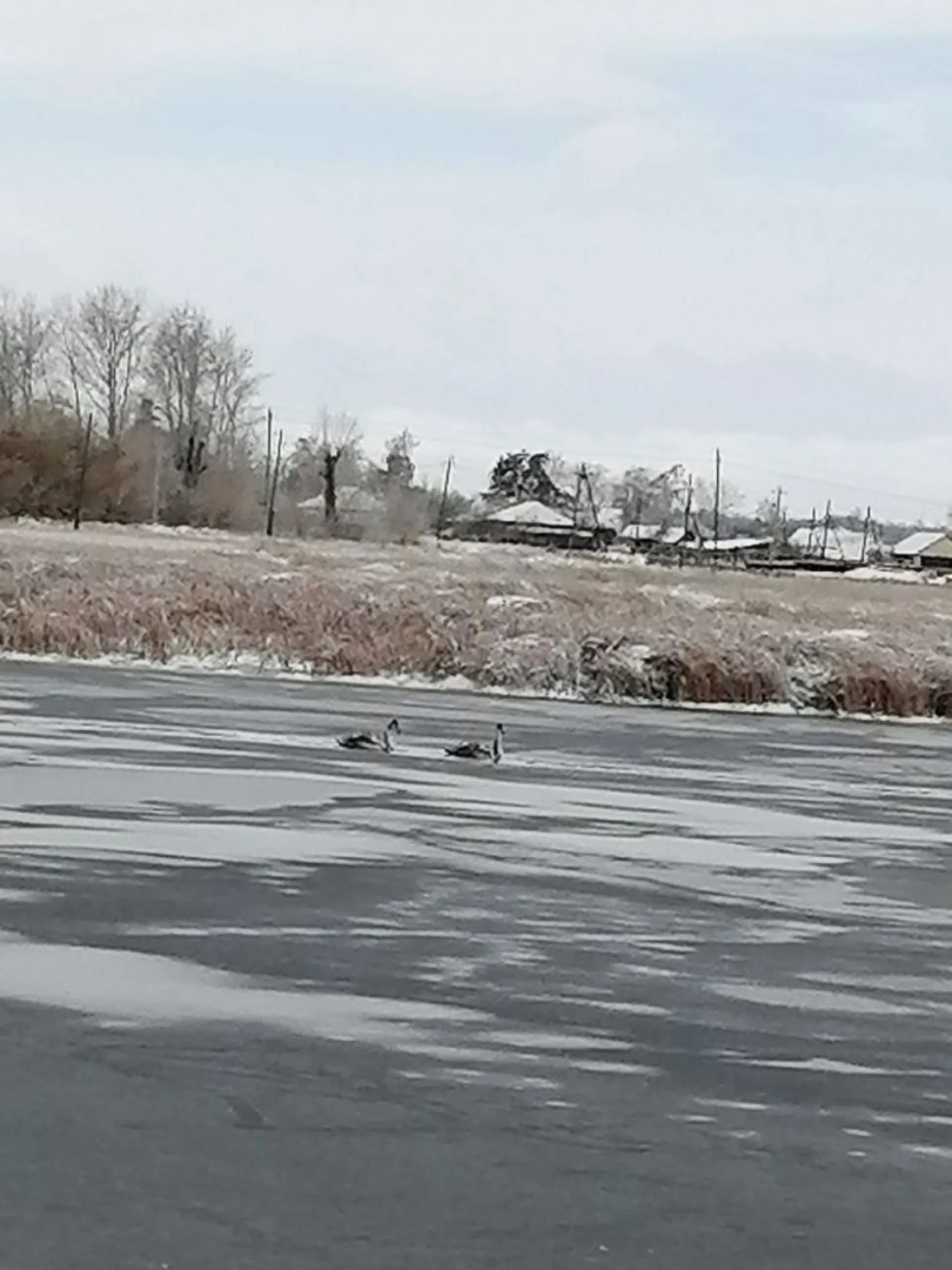 Очередная пара лебедей осталась на замерзающем водоеме в Баевском районе