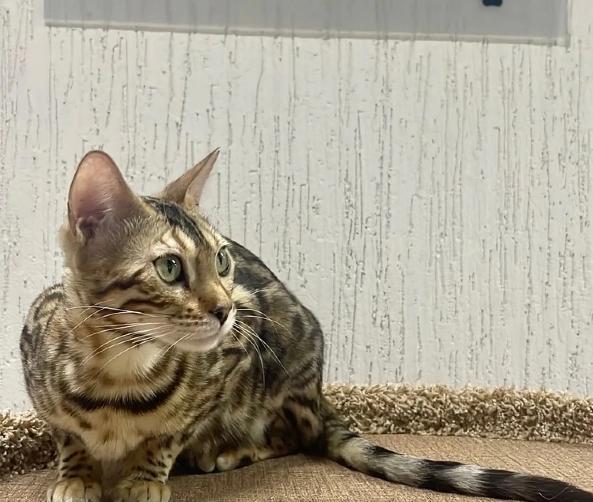 В барнаульской компании трудоустроили кошку 😻