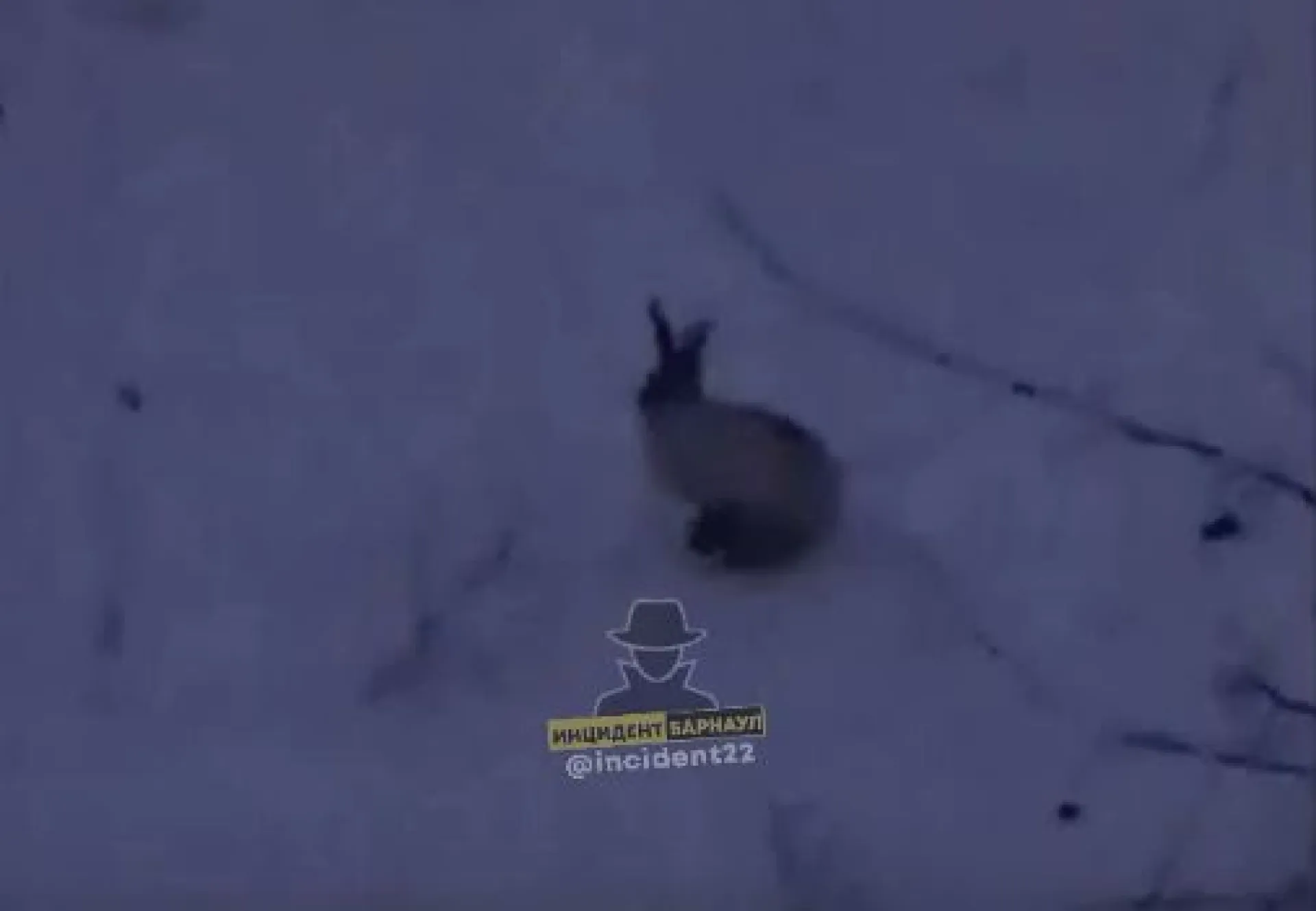 Ушастого скакуна заметили во дворе Барнаула