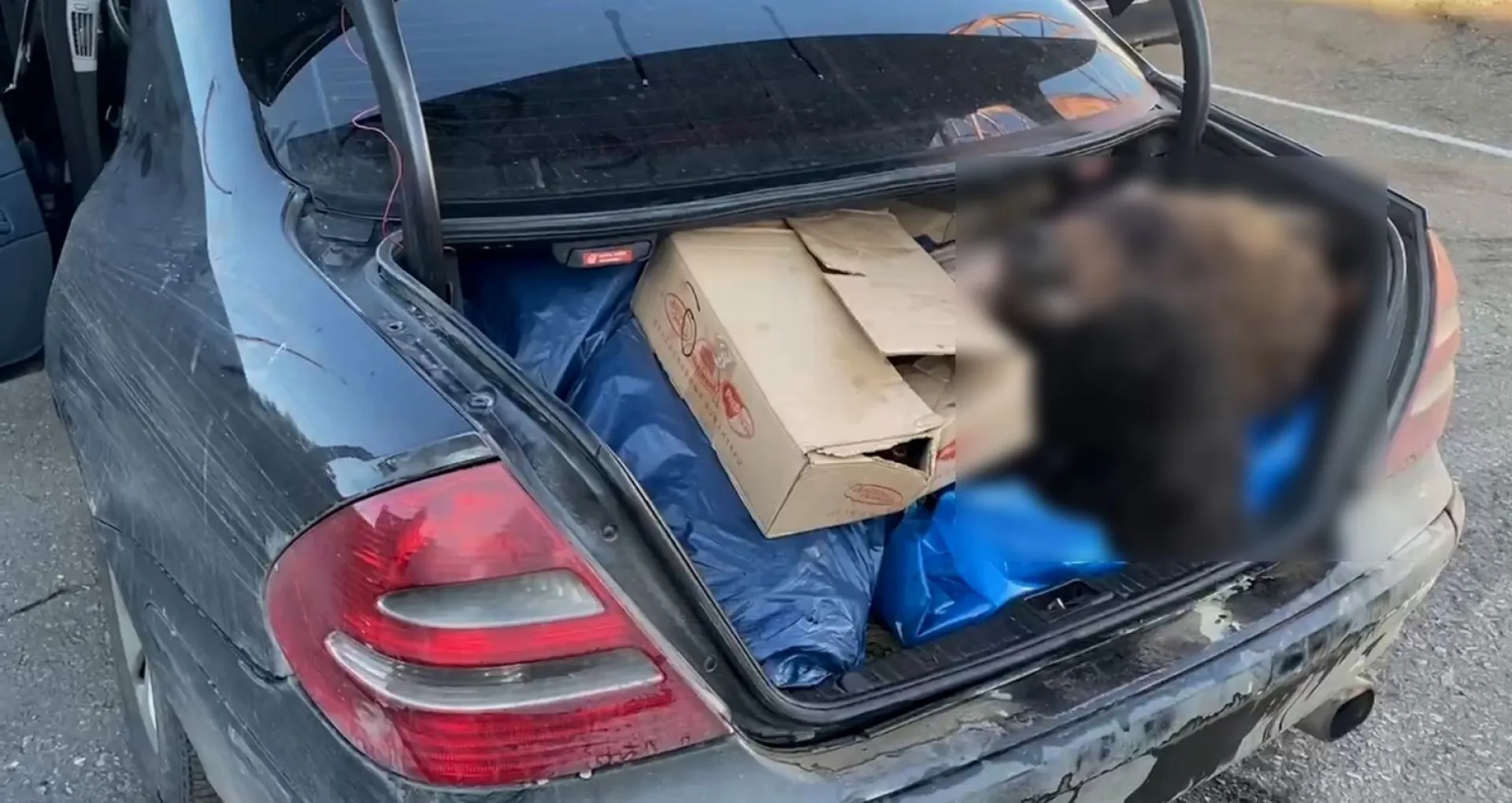 Расчлененного бурого медведя пытались вывезти из Алтайского края