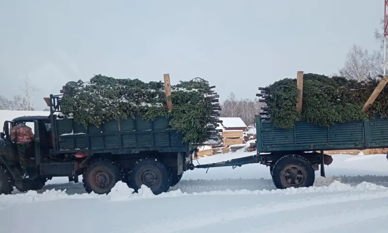 Под самый корешок. Житель Алтайского края незаконно срубил 154 пихты