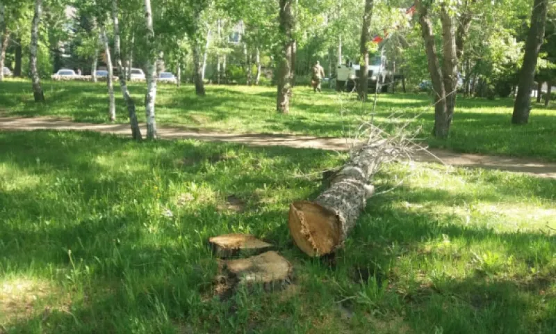К сносу аварийных деревьев приступили в Барнауле 