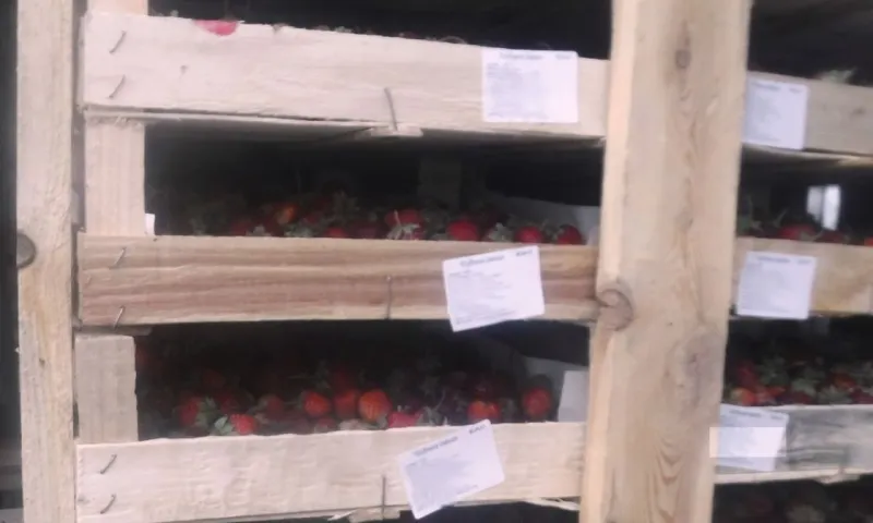 10 тонн сомнительных ягод и фруктов попытались ввезти в Алтайский край