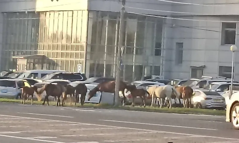 Табун лошадей заметили в Барнауле