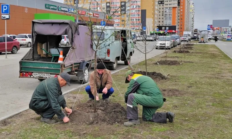В Барнауле приступили к высадке молодых деревьев