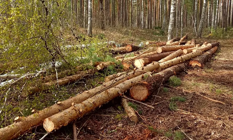 «Черных лесорубов» поймали в Троицком районе