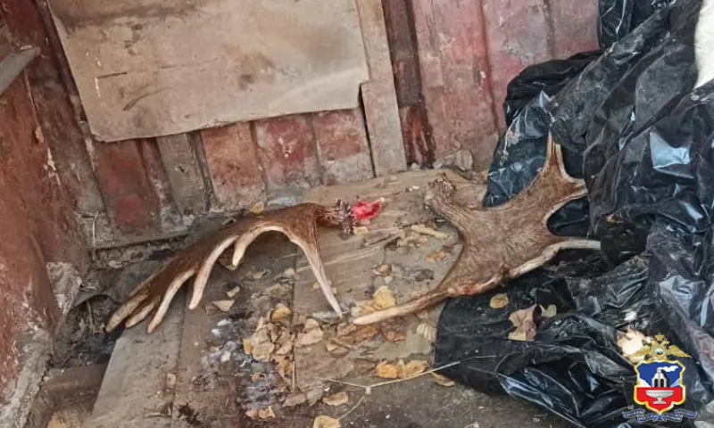 Многогранного браконьера задержали в Калманском районе