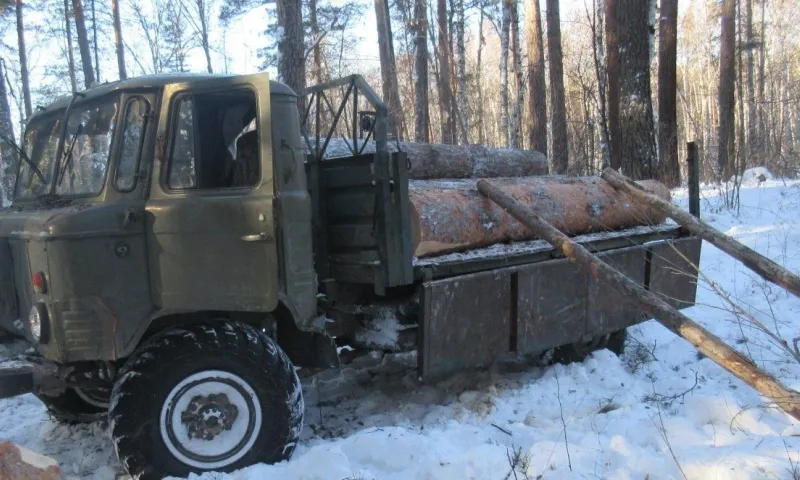 «Черный лесоруб» со стажем получил срок в колонии строгого режима в Алтайском крае
