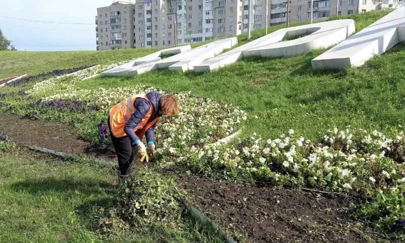 75 тысяч тюльпанов украсят клумбы Барнаула весной