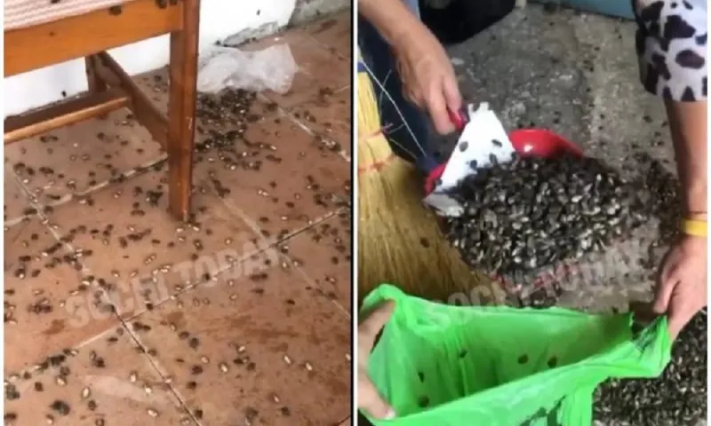 Жителей Сочи атаковали клопы