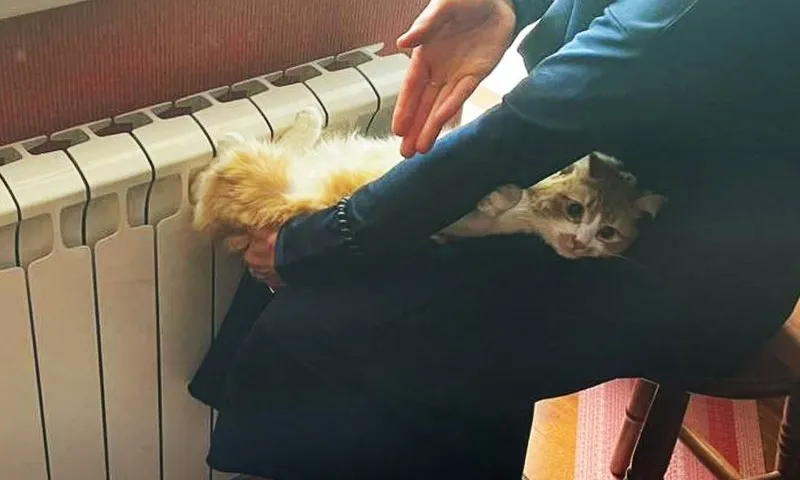 Застрявшую в батарее кошку спасли в Подмосковье