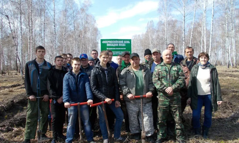 Более трёхсот гектаров саженцев посадили в Алтайском крае