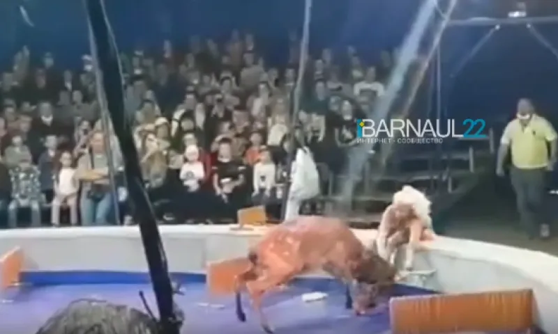 В Барнауле олень напал на помощницу дрессировщика прямо во время выступления в цирке