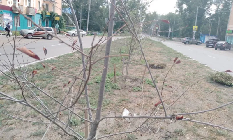 Аллея в центре Рубцовска лишилась деревьев