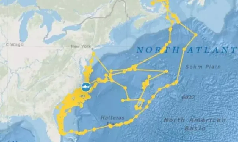 Акула, на которую надели GPS-трекер, «нарисовала» себя на карте