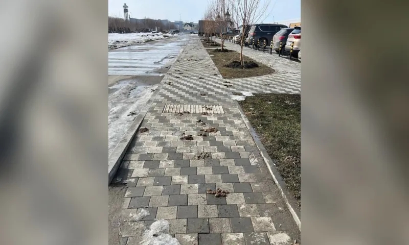 Собачьи «мины» на тротуарах расстроили барнаульцев