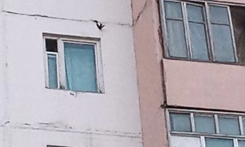 Дворник спас застрявшую в стене многоэтажки ласточку в Алтайском крае