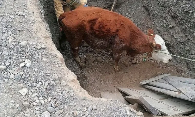 Алтайские пожарные спасли из сливной ямы корову