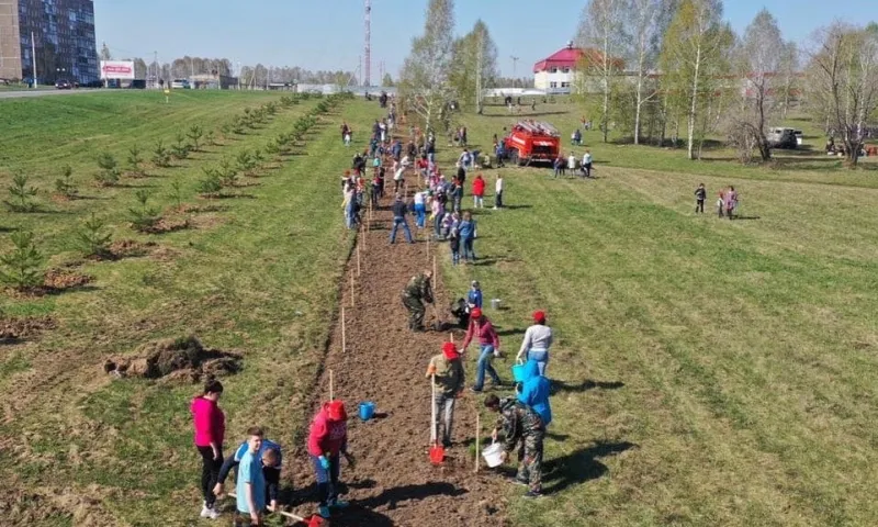 «Всё сначала»: сосны, высаженные жителями Заринска, исчезли с улиц города