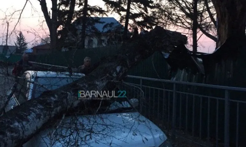 Дерево упало на припаркованный автомобиль в Нагорном парке Барнаула