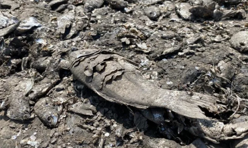 В Минприроды Алтайского края рассказали, почему в озере Клубничном массово гибнет рыба