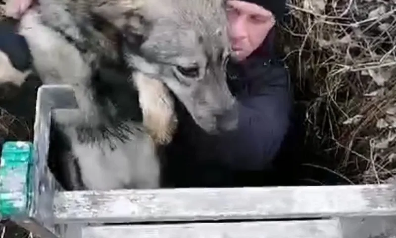 Добрая история из Камня-на-Оби: местный житель спас собаку, упавшую в колодец