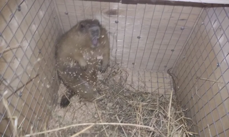 Новые жители приехали в барнаульский зоопарк из Ростова-на-Дону