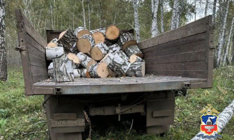 Преступную группу «черных лесорубов» поймали в Алтайском крае